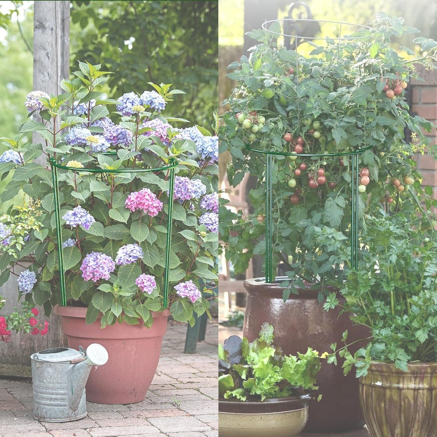 12 Pack Garden Plant Support Stakes, Half Round Peony Cages and Supports, Metal Garden Support Ring, Border Support for Outdoor Indoor Plants, Peony, Hydrangea,Tomato, Monstera