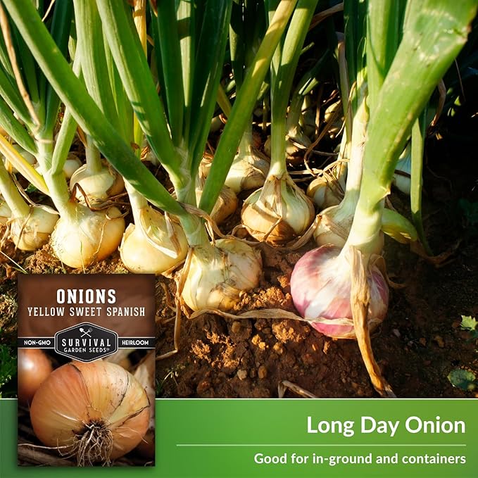 Yellow Sweet Spanish Onion Seed for Planting - 2 Packets with Instructions to Plant and Grow Long Day Onions in Your Home Vegetable Garden - Non-GMO Heirloom Variety - Survival Garden Seeds