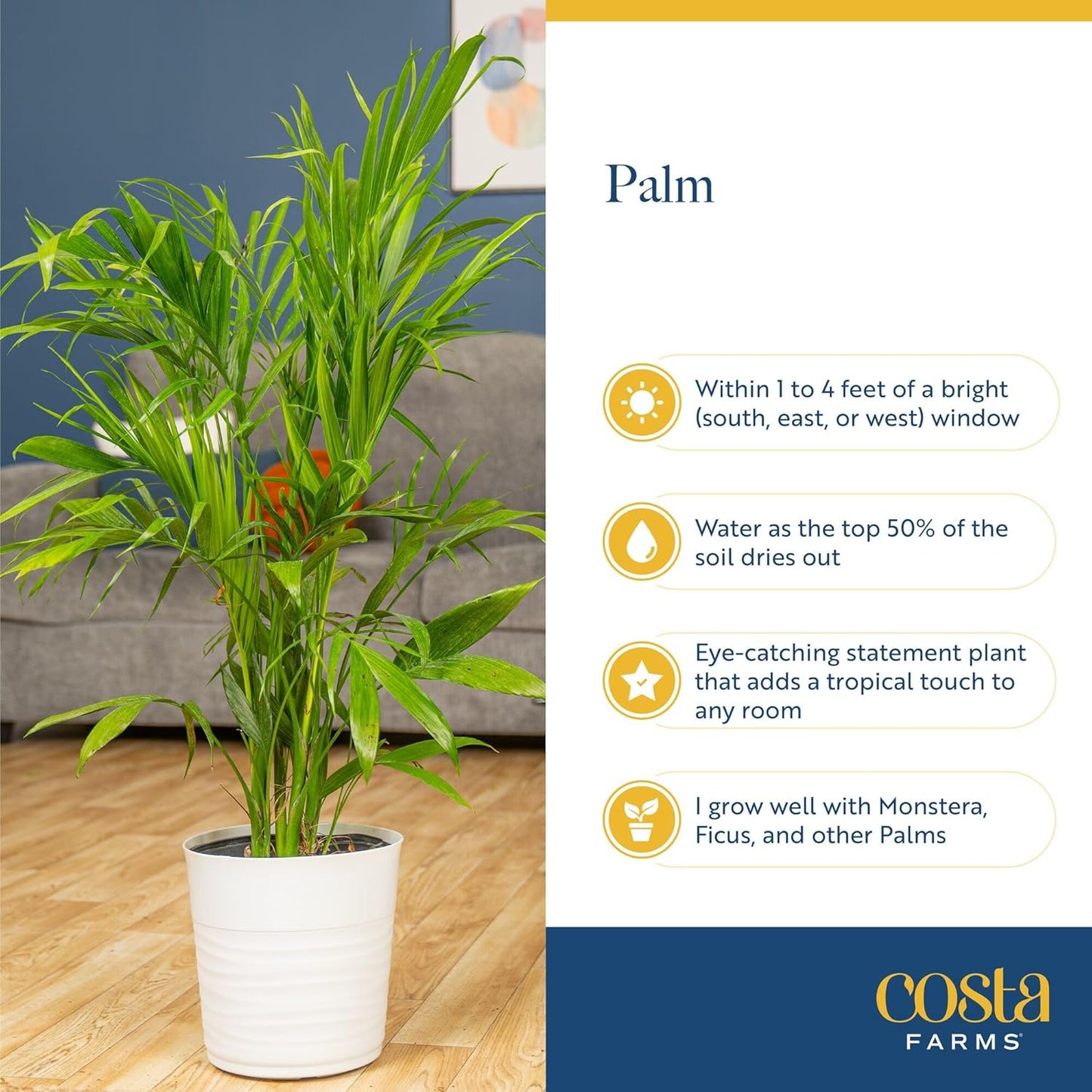 Costa Farms Majesty Palm Live Plant, Spring Decor, Giftable Plant Item, Indoor and Outdoor Live Palm Tree, Potted in Natural Pot, Tropical Patio, 3-4 Feet Tall