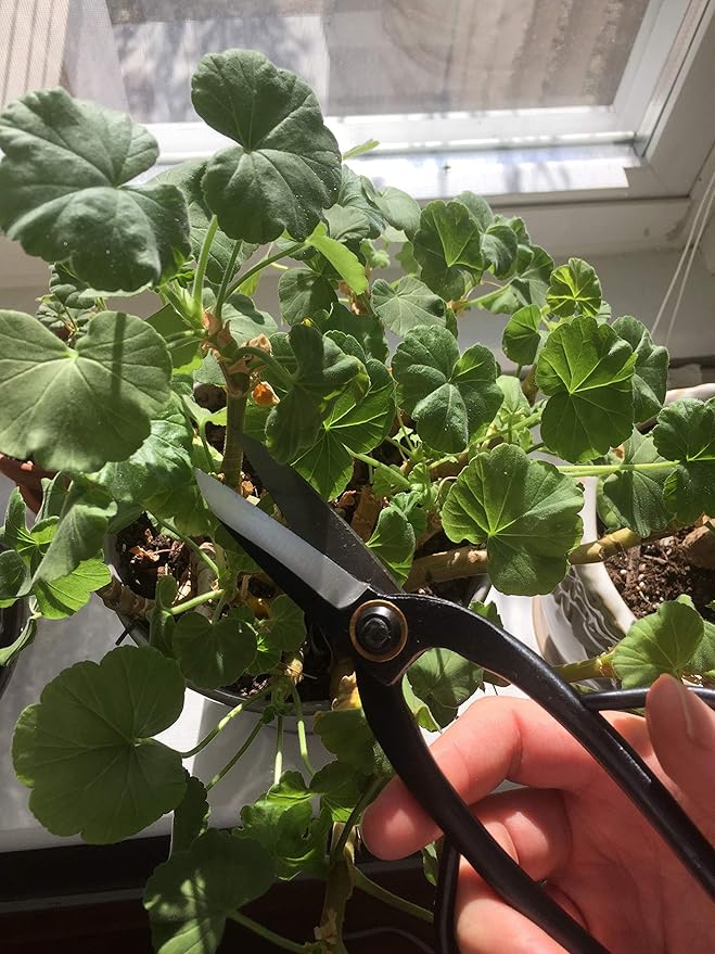 GARDEN GURU Professional Bonsai Scissors 200mm - Traditional Butterfly Bonsai Pruner Shear for Precise Trimming Pruning and Deadheading of Flowers Plants, Japanese Bonsai Garden Tools