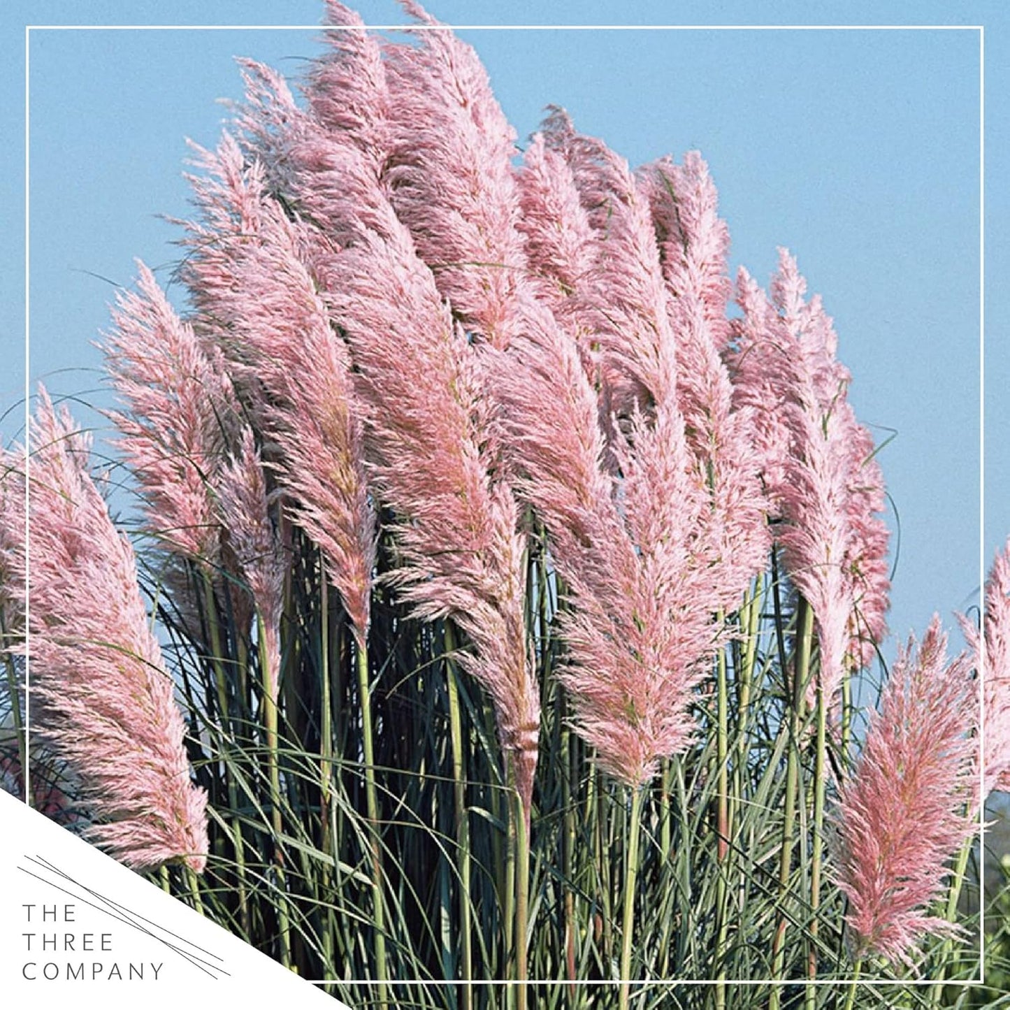 Live Pink Pampas Grass (Cortaderia selloana) - Showy Perennial Accent Plant - 12" Tall by 6" Wide in 1.5 Qt Pot
