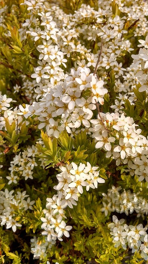 Spiraea thun. 'Ogon' (Mellow Yellow) (Spirea) Shrub, #3 - Size Container