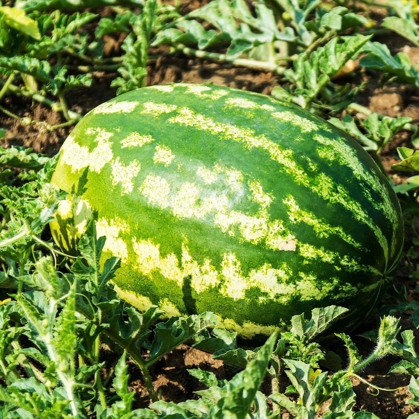 Watermelon Seeds - All Sweet - 5 Lb ~32,000 Seeds - Citrullus lanatus - Farm & Garden Vegetable/Fruit Seed - Non-GMO, Heirloom, Open Pollinated, Annual
