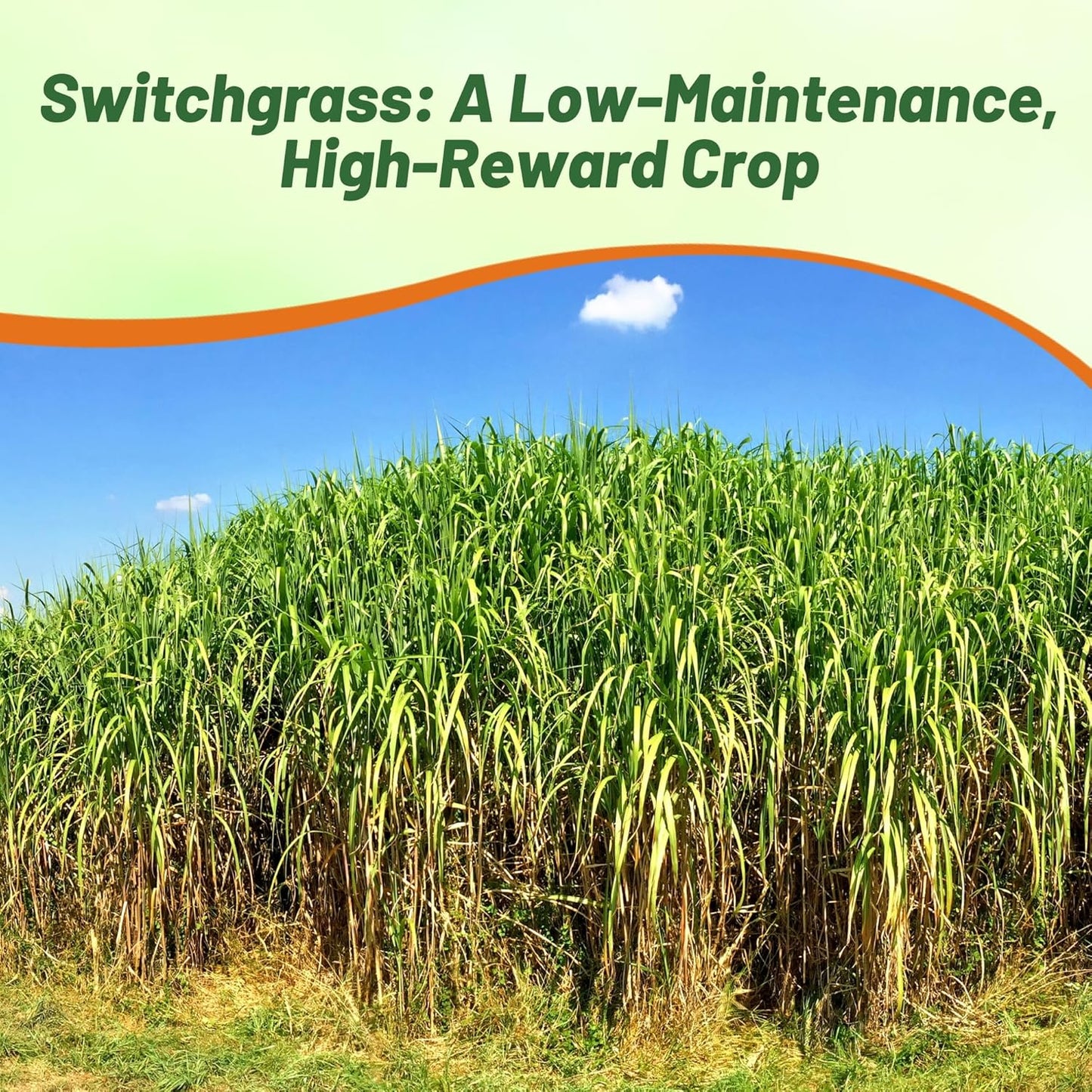Outsidepride Switchgrass Seed - 1 lb. Perennial Hardy, Drought & Flood Tolerant Native Grass Seed Ideal Fast-Growing Grasses for Erosion Control, Wildlife Forage & Food Plots, Thrives in Poor Soil