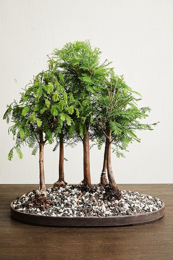 Pumice for Bonsai, Succulent, Cactus. | 20 Quarts Bag | 1/4β Particle Size | The Bonsai Supply