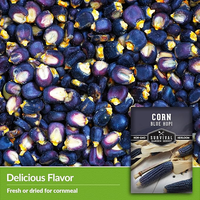 Blue Hopi Corn Seeds for Planting - 1 Packet with Instructions to Plant and Grow Heritage Blue Maize in Your Home Vegetable Garden - Non-GMO Heirloom Variety - Survival Garden Seeds