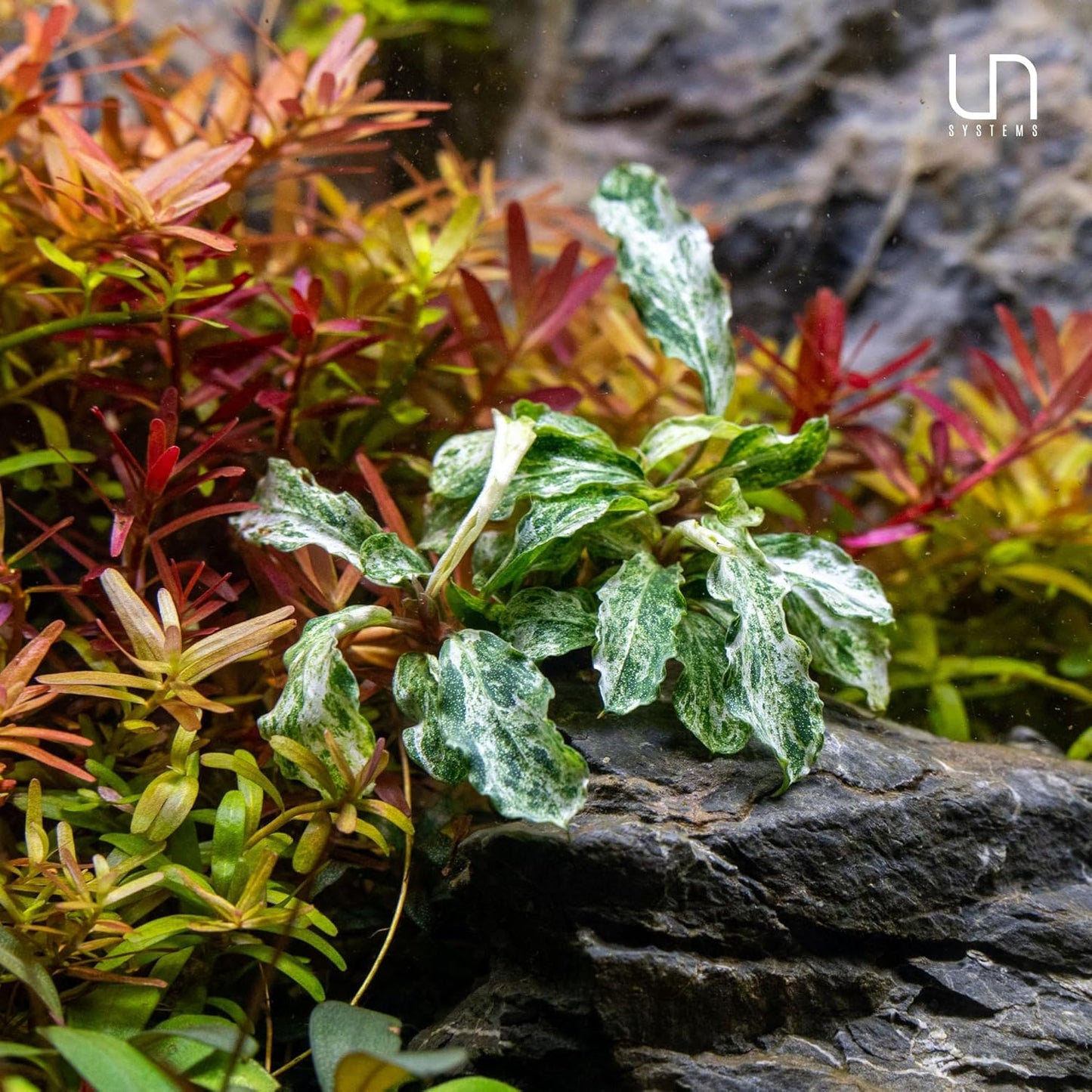 Ultum Nature Systems Live Tissue Culture - Bucephalandra Brownie Phoenix - Easy, Low-Med Light - Dark Green, Red, Purple Accent - Foreground to Midground - 100% Snail Free Grown in-Vitro - Small Cup