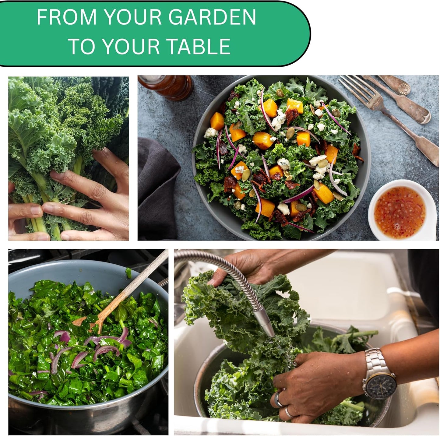 Woods Creek Seeds: Dwarf Siberian Kale Seeds for Planting - Over 480 Heirloom Non-GMO Kale Seeds for Planting Outdoors, Indoors or for Hydroponic Gardening - Ideal for Vegetable Gardening at Home