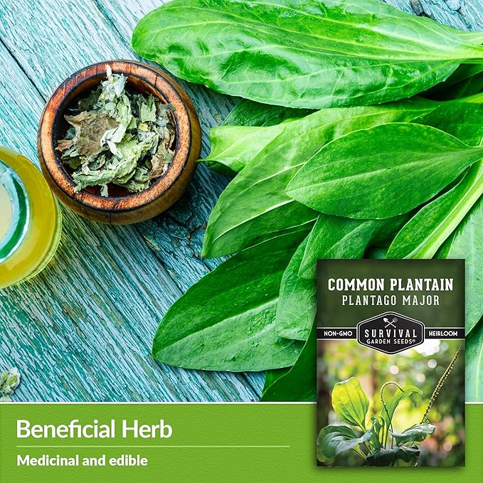 Common Plantain Seeds for Planting - 2 Packets with Instructions to Plant and Grow Plantago Major in Your Home Garden - Non-GMO Heirloom Medicinal Herb - Survival Garden Seeds
