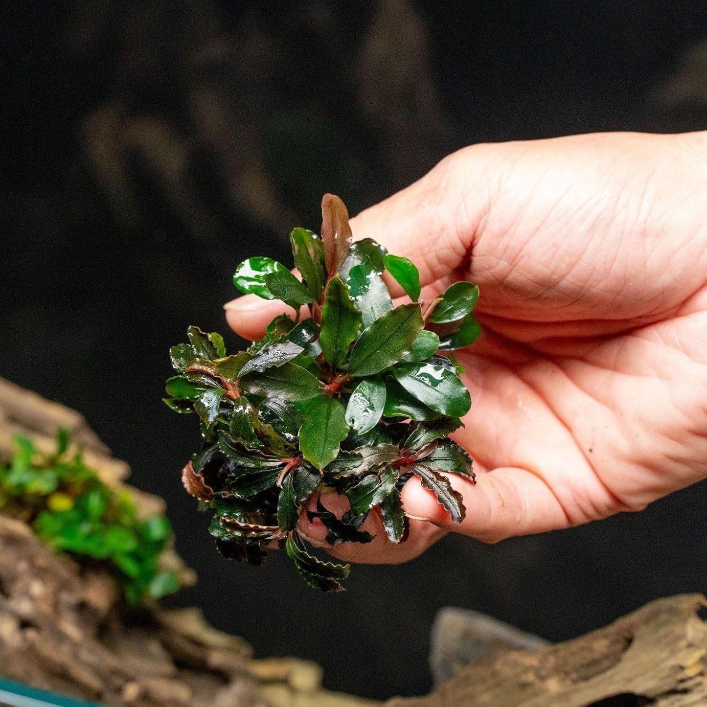 SubstrateSource Live Plants - Bucephalandra Catherine Red - Low Light, Dark Green to Red Accent for Foreground to Midground Freshwater Aquarium Aquascaping - Pot