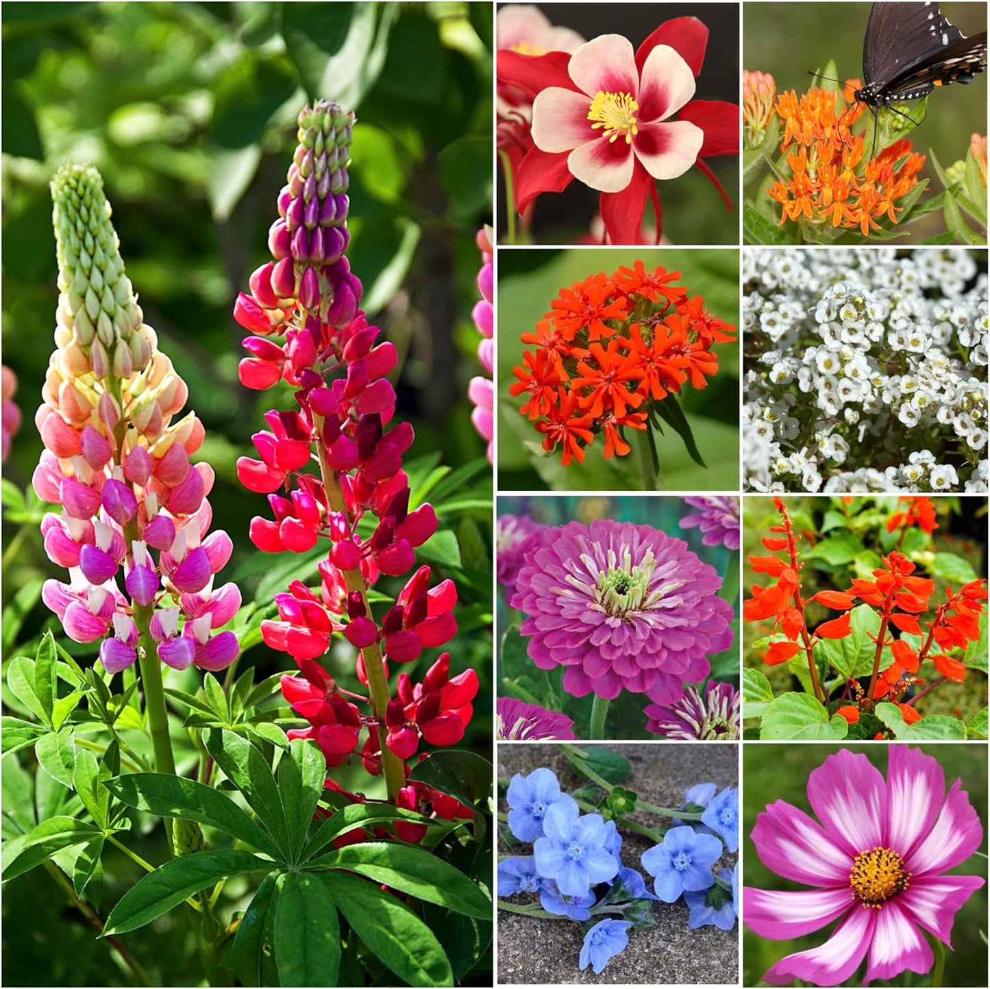 Seed Needs Wildflower Seeds Hummingbird and Butterfly Seed Mix | 10 Packs (1 Ounce Each) No Filler 23 Varieties Garden Seeds Annual & Perennial Species | Pollinator Attracting Flower Seed | Bulk