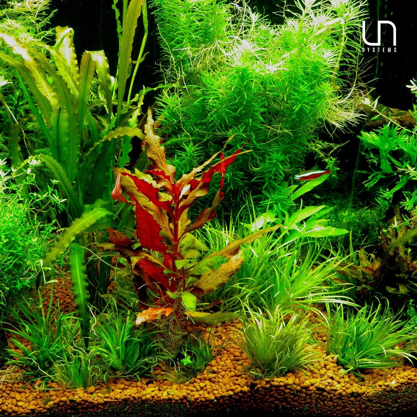 Ultum Nature Systems Sagittaria Subulata Tissue Culture Live Plant for Aquarium, Aquascape, Freshwater Fish Tanks - 100% Snail Free in Vitro