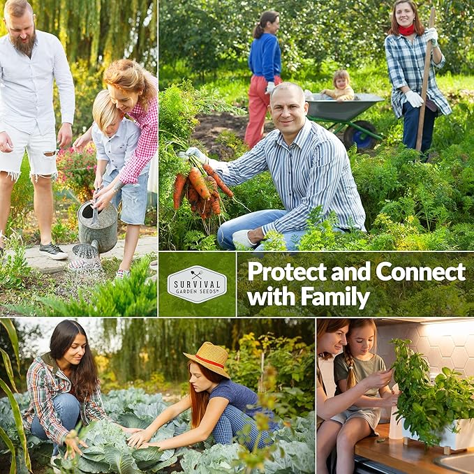 Survival Garden Seeds - White Vienna Kohlrabi Seed for Planting - 2 Packs with Instructions to Plant and Grow Unique Cruciferous Vegetables in Your Home Vegetable Garden - Non-GMO Heirloom Variety