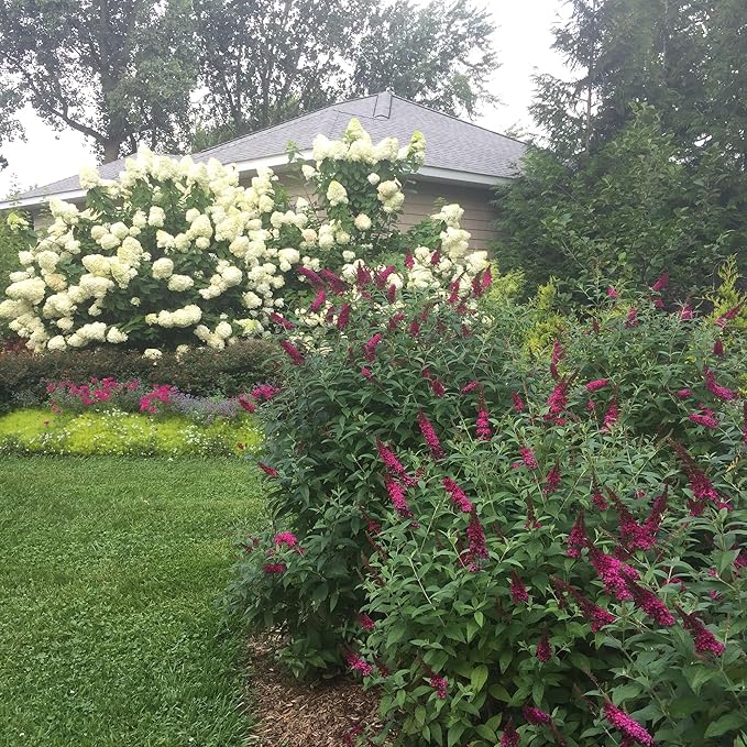 Miss Molly Buddleia 2 Gal, Pink and Red Blooms