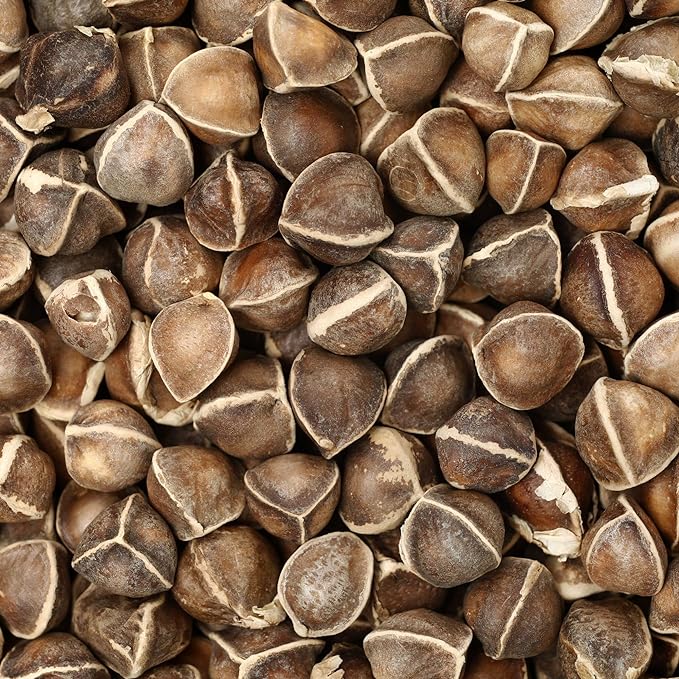 Moringa Seeds for Planting - 10 g Packet ~39+ Seeds - Grow Moringa Seeds to Eat - Moringa Plant Tree Seedlings - The Tree of Life, Moringa Oleifera