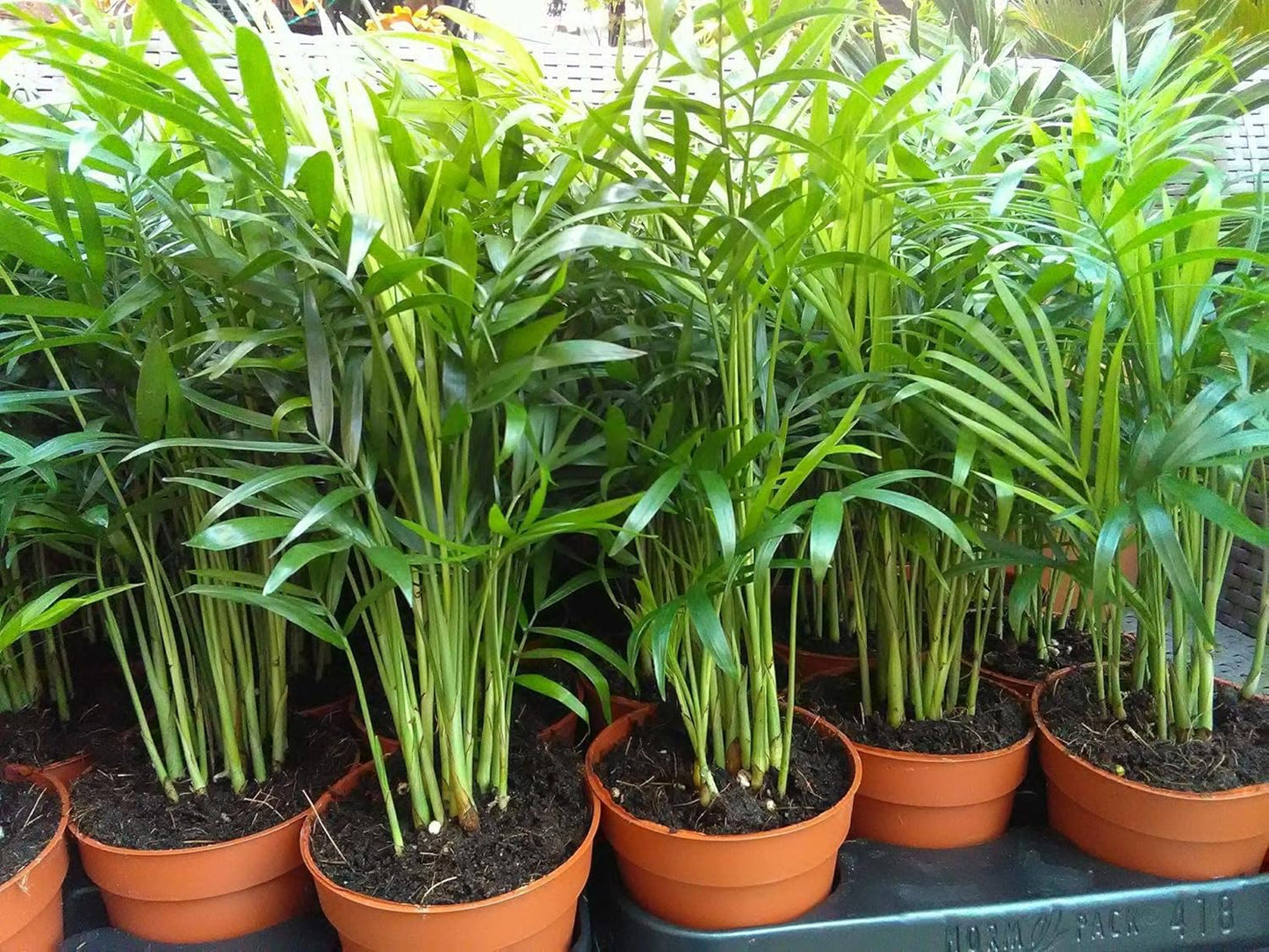 Seeds Parlor Palm Neanthe Bella Palm Chamaedorea Rare Perennial Tree