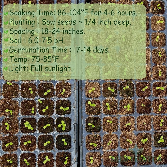 Egyptian Spinach (Molokhia) Seeds β 3000+ Non-GMO, High-Yielding Saluyot Vegetable Seeds for Planting β High Germination Rate, Heirloom Variety β USA (Molokhia)