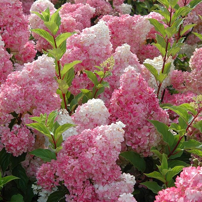 3 Gallon First Editions Hydrangea Vanilla Strawberry Shrub
