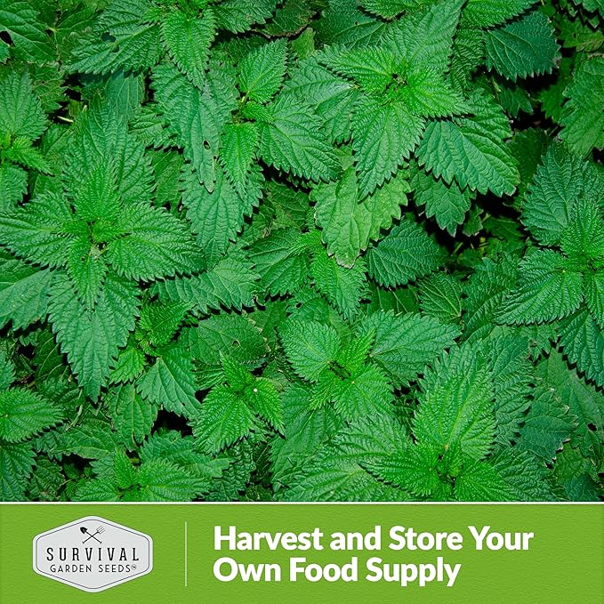 Stinging Nettle Seed for Planting - 3 Packets with Instructions to Plant and Grow Medicinal Herb Common Stinging Nettle in Your Home Herb Garden - Non-GMO Heirloom Variety - Survival Garden Seeds
