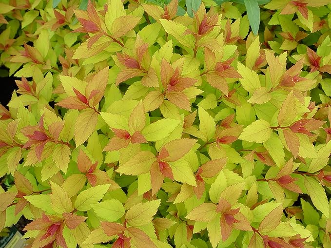 Spiraea jap. 'Magic Carpet' (Spirea) Shrub, #3 - Size Container