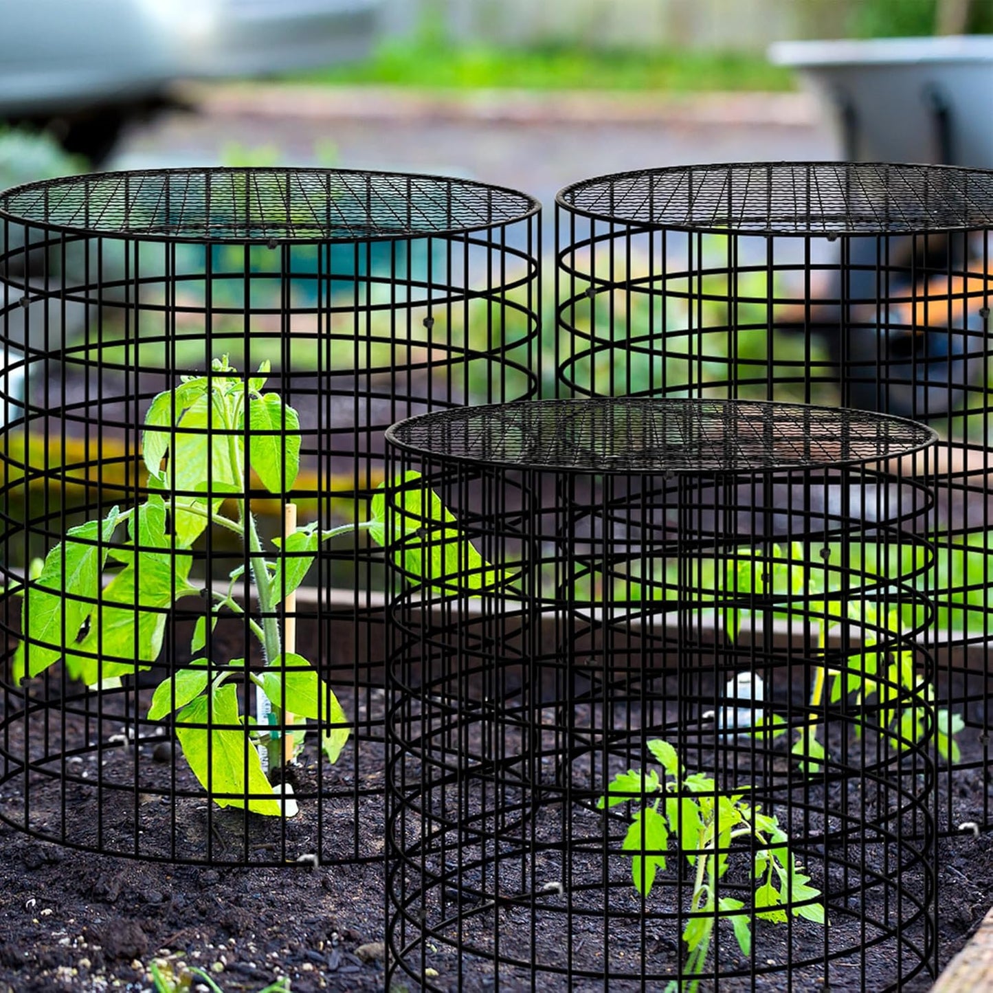 Hi Sasara 5 Sets Wire Plant Protectors Cage with Staples,11.8" Dia x 11.8" H,Plant Protector with Round Lids to Keep Animals Out,Wire Plant Protector Cage for Plants Vegetables Flower