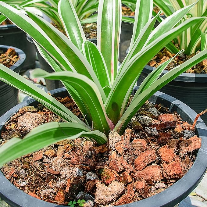 Coco Chips Substrate 4.4 LBS, Organic Coconut Husk Brick with Low EC and pH Balanced, Easy to Expand Coco Coir Mulch Medium for Garden Flowers & Reptile Bedding (4 Pcs)
