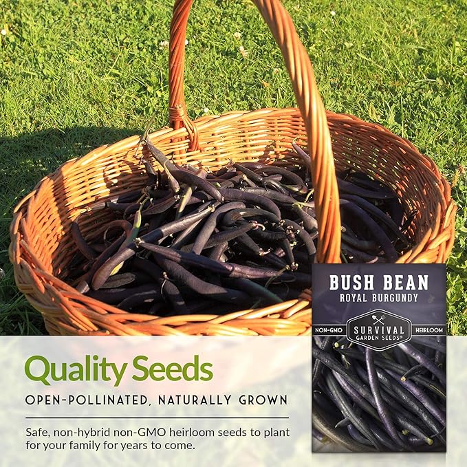 Survival Garden Seeds - Royal Burgundy Bean Seed for Planting - 5 Packs with Instructions to Plant and Grow Stringless Purple Bush Beans in Your Home Vegetable Garden - Non-GMO Heirloom Variety