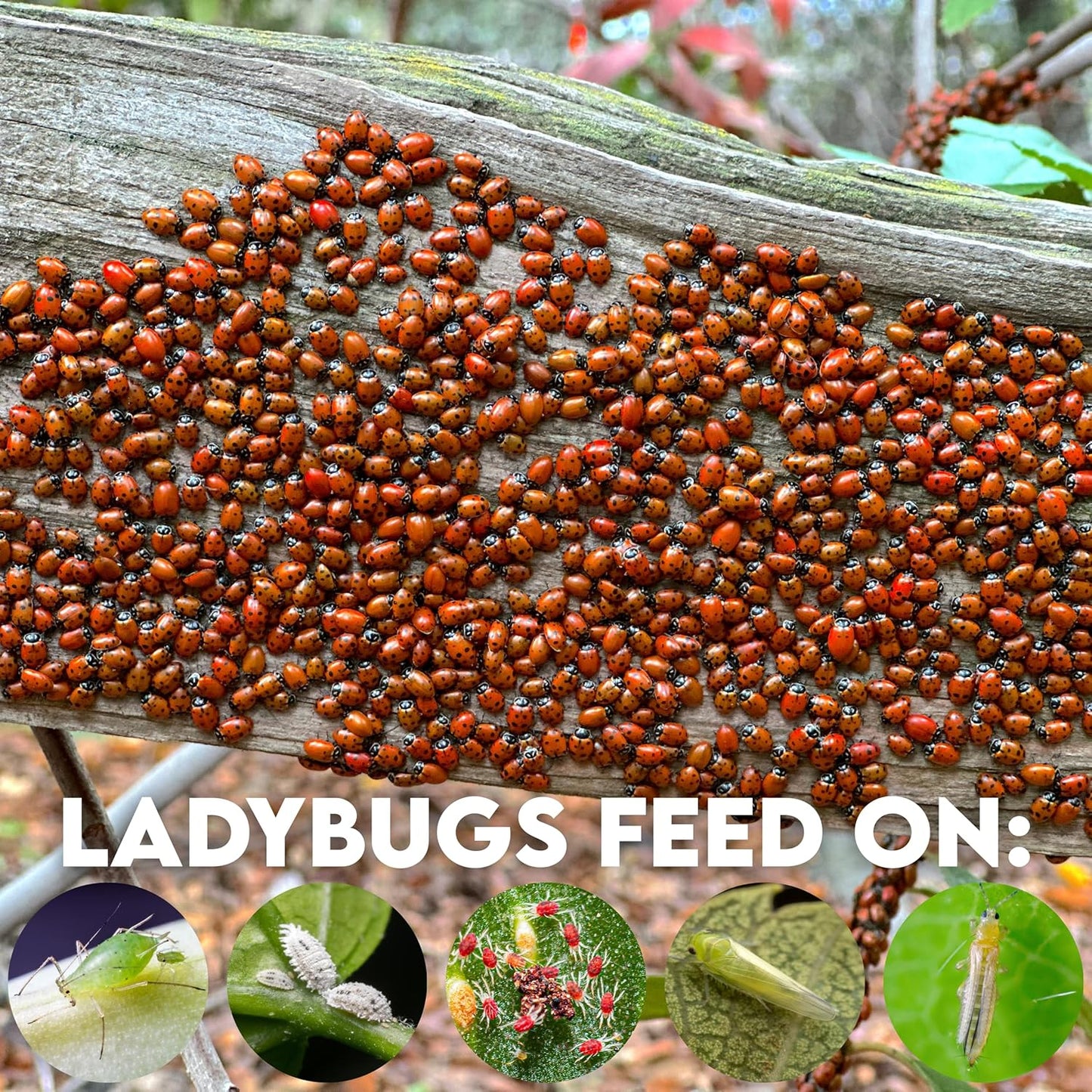 1500 Pre-Fed Live Ladybugs for Aphid Control | Hippodamia Convergens | Guaranteed Live Delivery