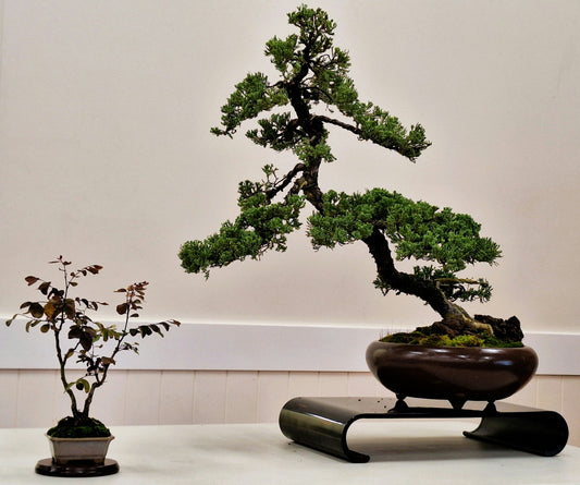 The Art of Bonsai: Bringing Nature Indoors