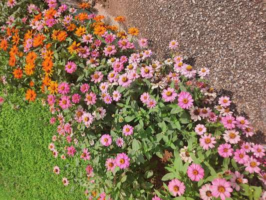 Spring Gardening Checklist for Beginners
