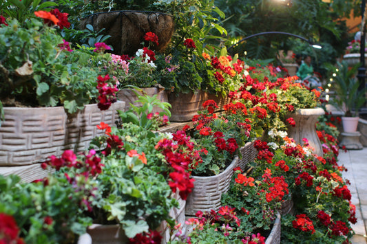 Grow Your Own Kitchen Garden: Herbs & Edibles