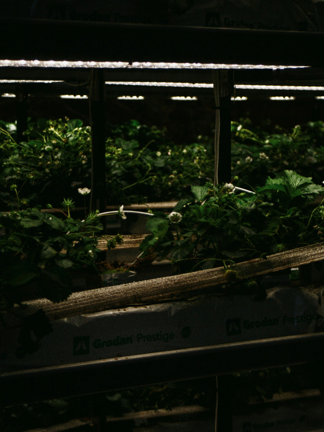 How to Protect Your Garden from Mosquitoes Naturally