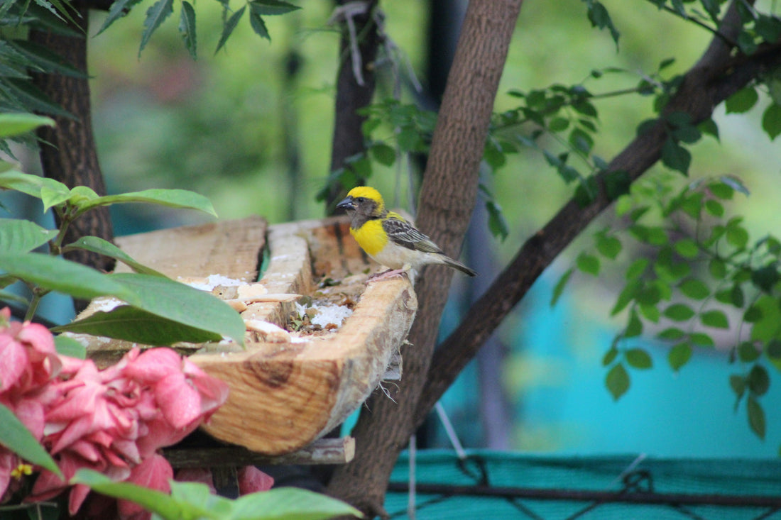 Welcoming Wildlife: Bird Feeders & Baths for Your Garden