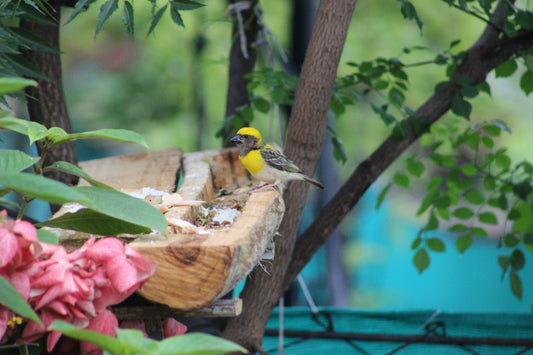 Welcoming Wildlife: Bird Feeders & Baths for Your Garden