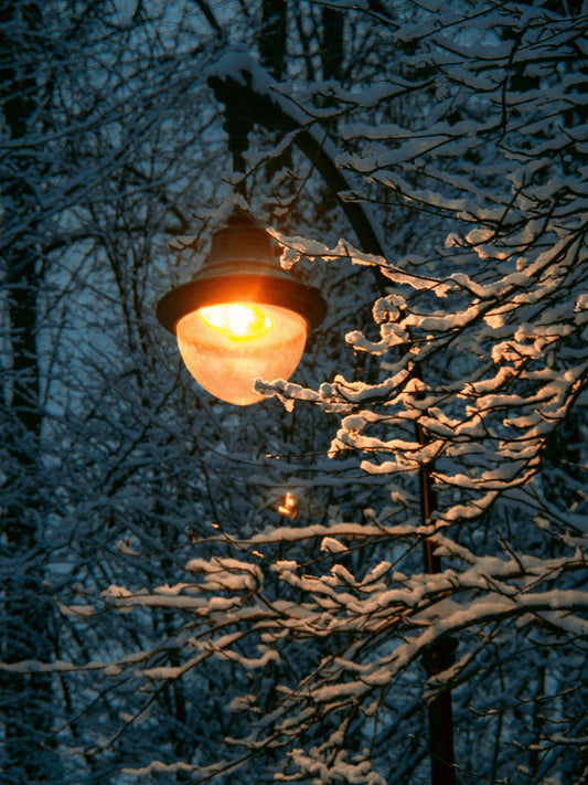 Winter Garden Glow: Finding Quiet Beauty in the Dark Season