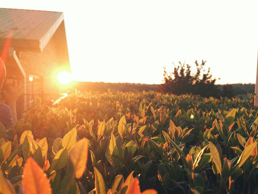 Slow Living Starts at Sunset: Letting Evenings Set the Pace