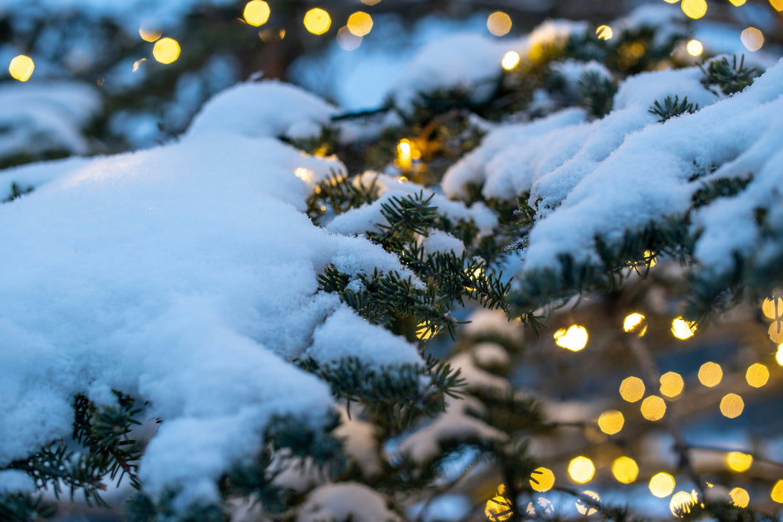 Winter Garden Magic: Holiday Decor Ideas