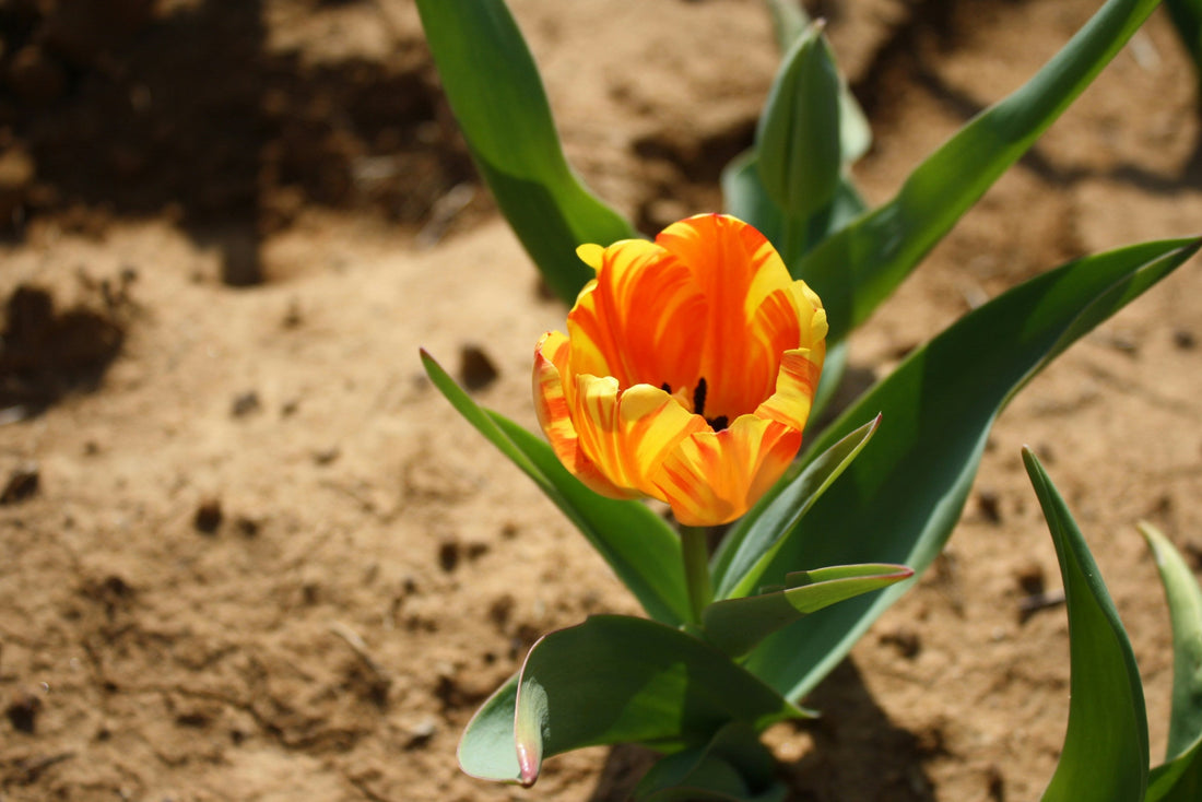 Preparing Your Garden Soil Before Planting Bulbs