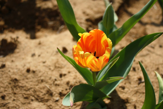 Preparing Your Garden Soil Before Planting Bulbs