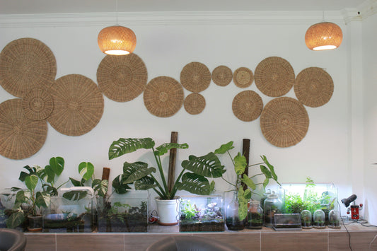 10 Best Indoor Plants for a Healthier Home