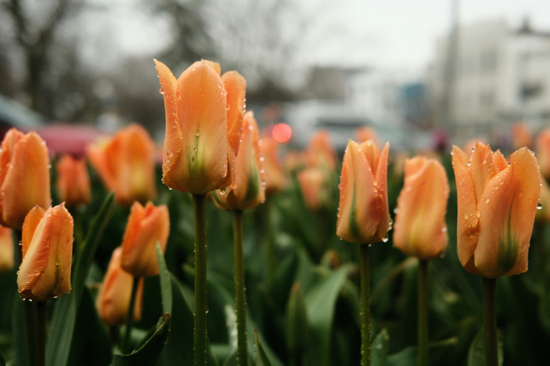 Spring Reset: Refresh Your Garden Gently 🌷🧺
