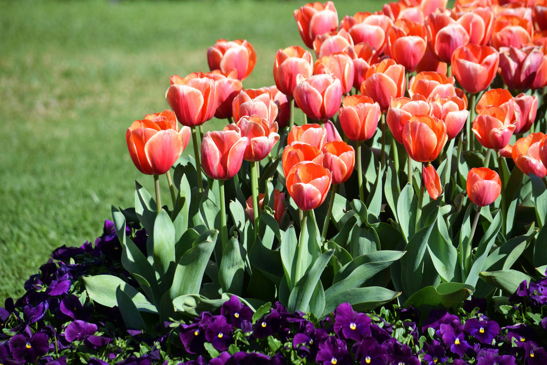 Best Flowers to Plant with a Bulb Planter