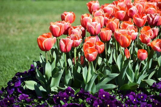 Best Flowers to Plant with a Bulb Planter