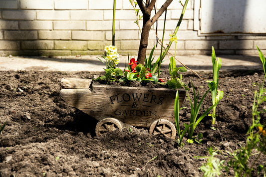 Feeding Your Plants the Right Way