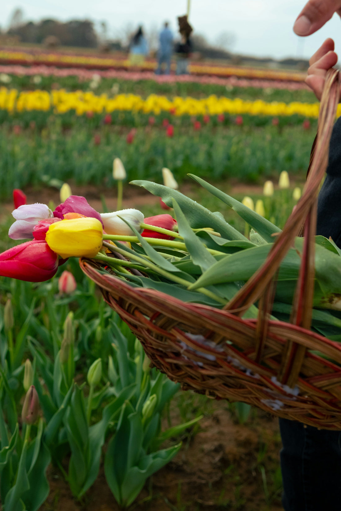 7 Common Gardening Mistakes to Avoid