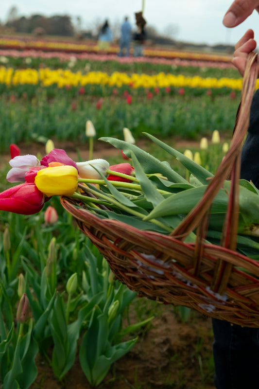 7 Common Gardening Mistakes to Avoid