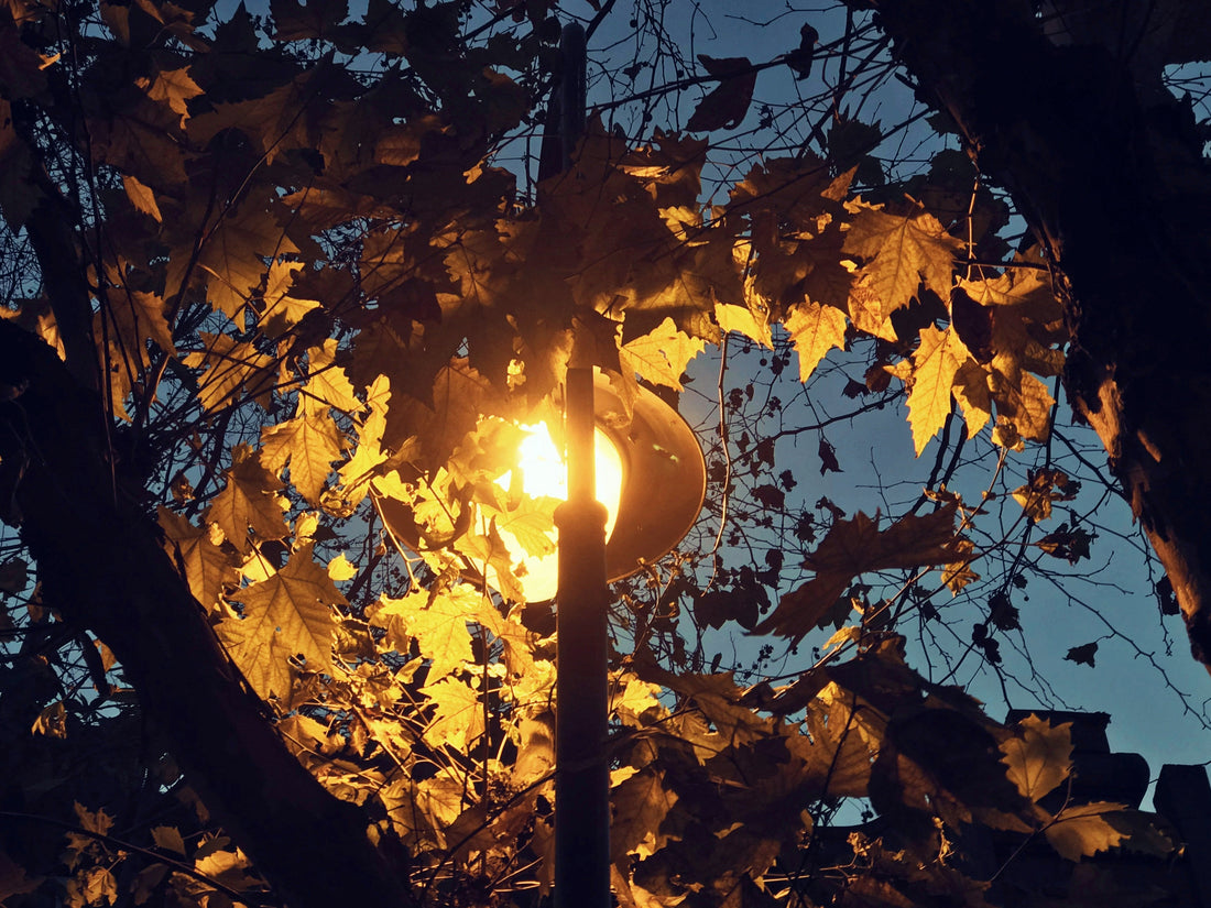 An Evening Worth Returning To: Creating Gardens That Welcome You Back