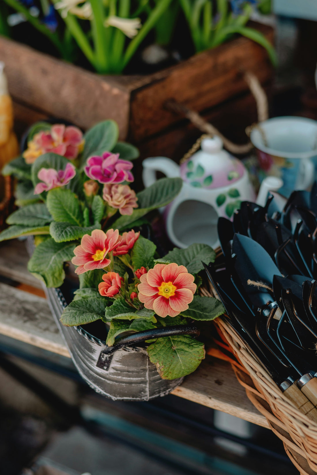Best Gardening Setup for Beginners