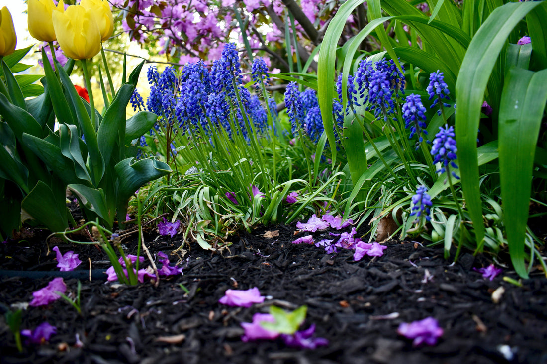 Common Mistakes to Avoid When Planting Bulbs