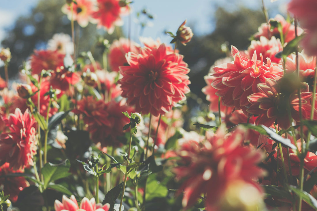 How to Water Plants the Right Way